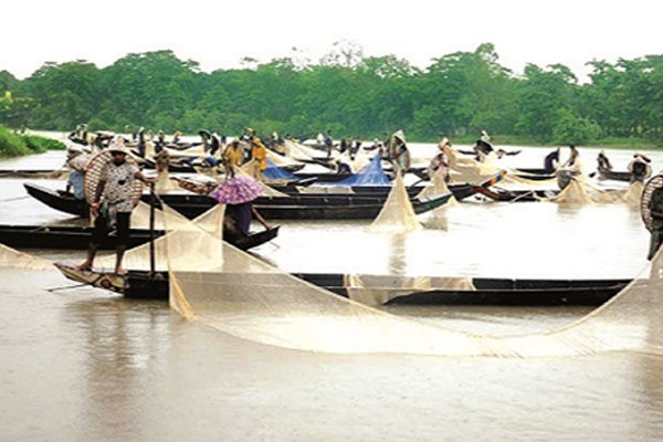 হালদায় মা মাছের আনাগোনা