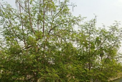 রংপুরে গাছে গাছে দোল খাচ্ছে সজনা