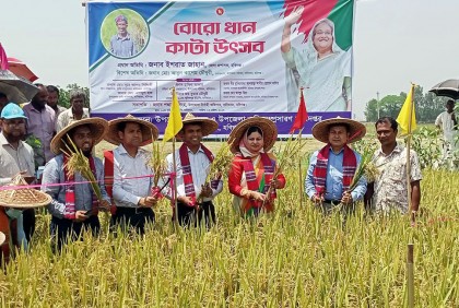 বোরো ধান কাটা উৎসব শুরু

