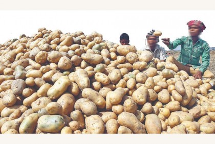 শেরপুরে ২০০ কোটি টাকার আলু উৎপাদন


