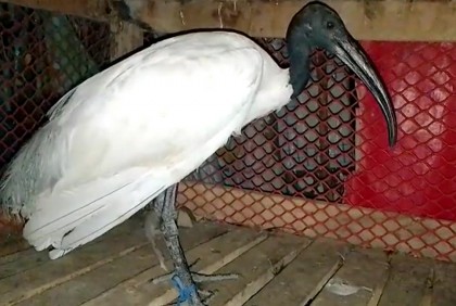দুর্লভ প্রজাতির কালোমাথা কাস্তেচরা পাখি উদ্ধার