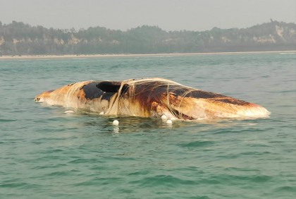 কক্সবাজার সৈকতে ভাসছে মৃত তিমি