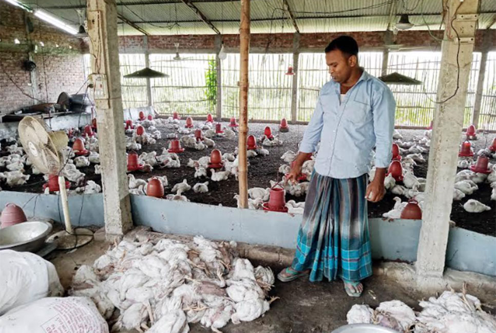 ফুলবাড়ীতে তীব্র গরমে ৭০০ মুরগির
মৃত্যু