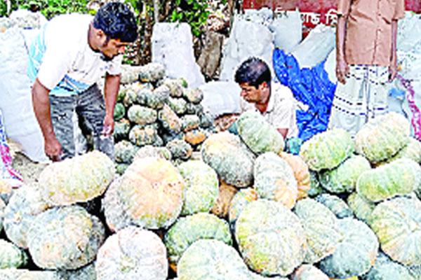 মিষ্টিকুমড়া যাচ্ছে বিভিন্ন জেলায়