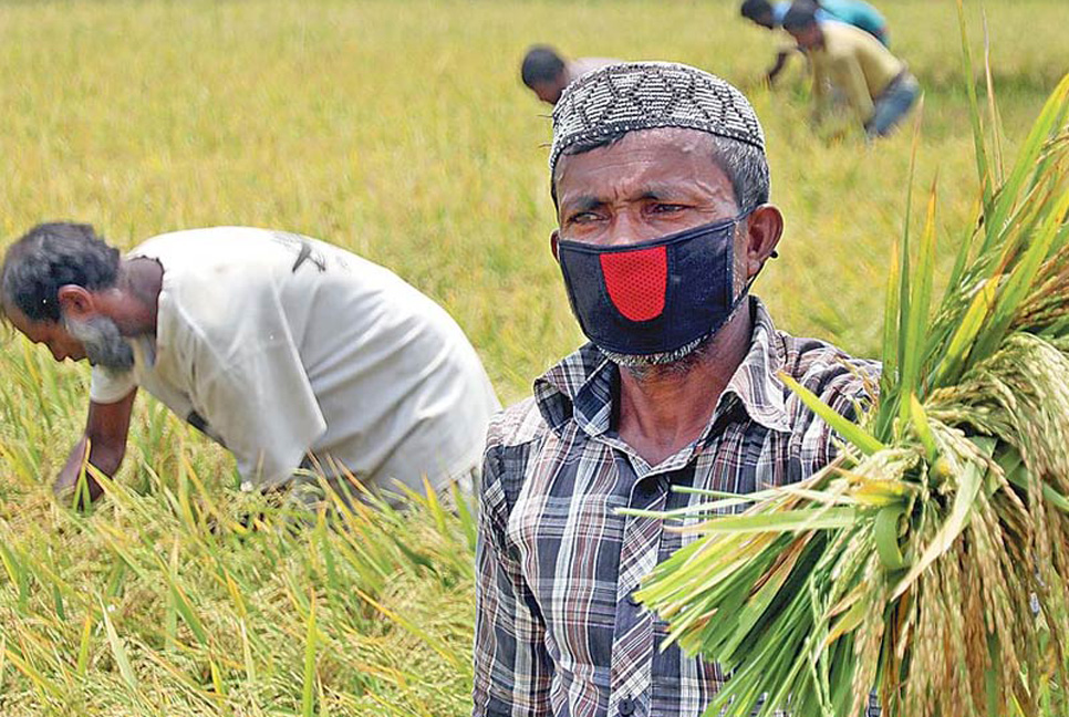 হাওরে ৭০ শতাংশ বোরো ধান কাটা হয়েছে : মন্ত্রণালয়