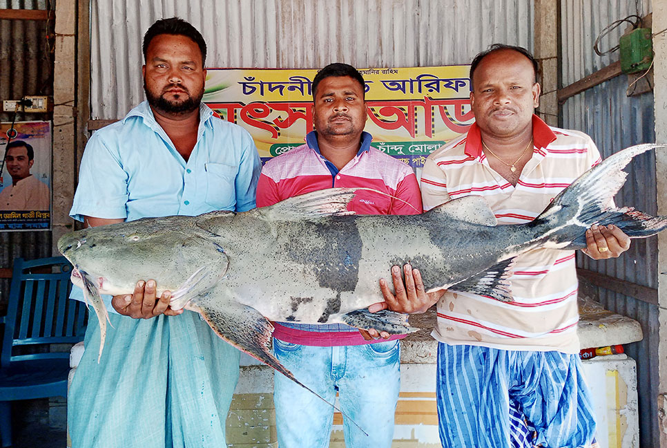 রাজবাড়ীর পদ্মায় ধরা পড়ল ৩২ কেজির বাঘাইড়