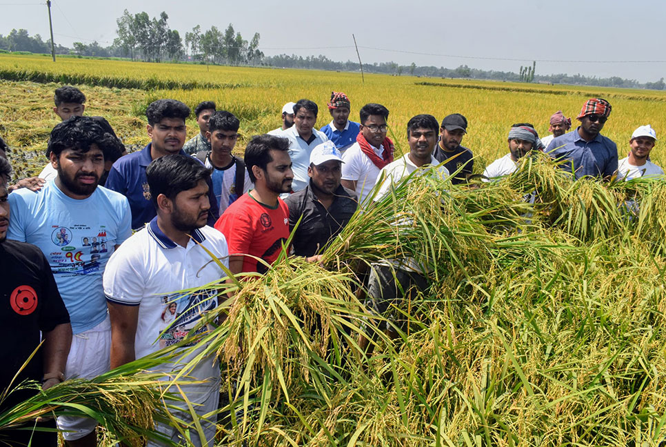বগুড়ায় কৃষকের ধান কেটে দিলো ছাত্রলীগ