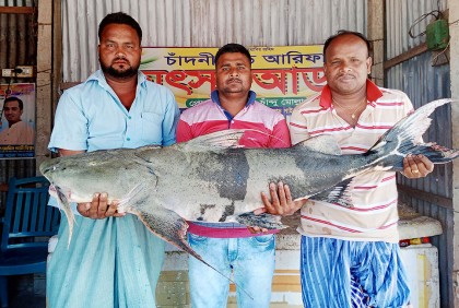 রাজবাড়ীর পদ্মায় ধরা পড়ল ৩২ কেজির বাঘাইড়