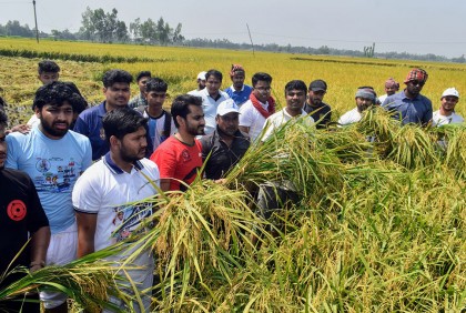 বগুড়ায় কৃষকের ধান কেটে দিলো ছাত্রলীগ