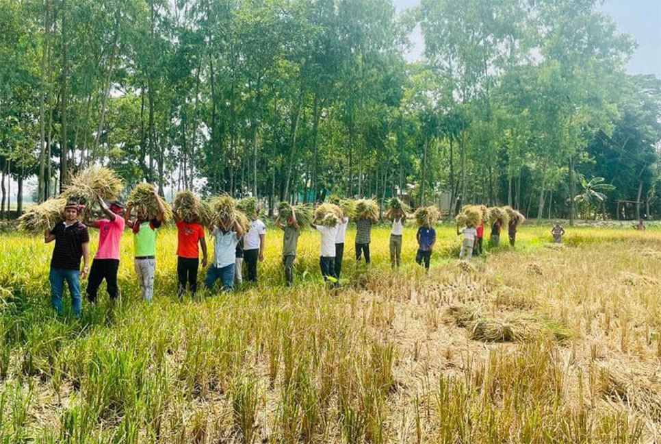 দেশজুড়ে কৃষকের ধান কাটতে সহায়তা করছে ছাত্রলীগ