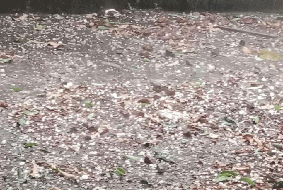 চাঁপাইনবাবগঞ্জে শিলাবৃষ্টিতে আম চাষিদের মাথায় হাত