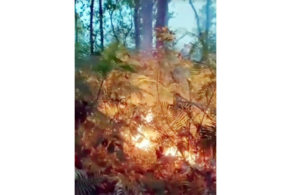 নবাবগঞ্জ জাতীয় উদ্যানে অগ্নিকাণ্ডের ঘটনায়
বনভূমিতে সর্বসাধারণের
 প্রবেশ নিষিদ্ধ