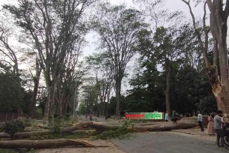 বয়সের ভারে ডালপালা ভাঙছে প্যারিস রোডের গাছগুলোর