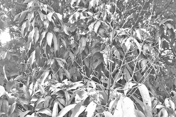 অনাবৃষ্টিতে লিচুর ফলনের শঙ্কা