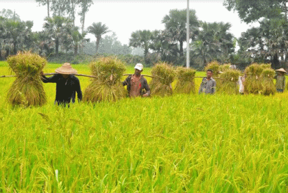 বগুড়ায় বোরো ধান কাটার আনন্দে মেতে উঠেছে কৃষক