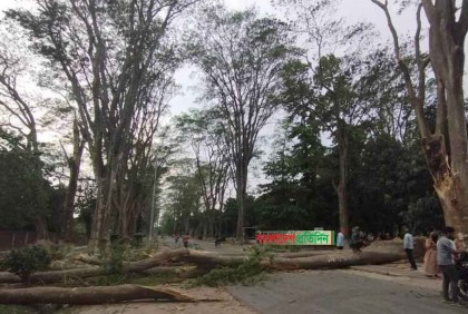 বয়সের ভারে ডালপালা ভাঙছে প্যারিস রোডের গাছগুলোর