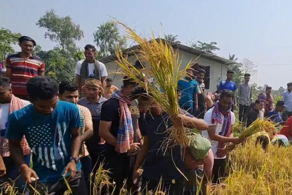 ফেনীতে কৃষকের ধান কেটে দিল ছাত্রলীগ