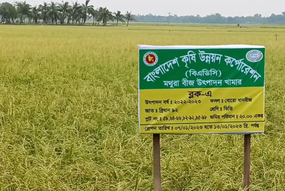 ঝিনাইদহের মহেশপুরে কালবৈশাখী ঝড়-শিলাবৃষ্টিতে ধানসহ ফসলের ব্যাপক ক্ষতি