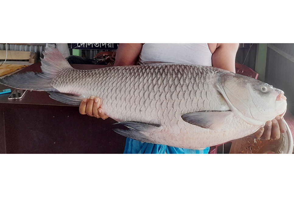 পদ্মায় ধরা পড়ল ১৭ কেজির কাতল

