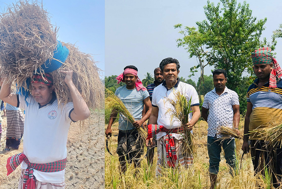 এবার কৃষকের ধান কেটে বাড়ি পৌঁছে দিলেন এমপি জগলুল হায়দার 

