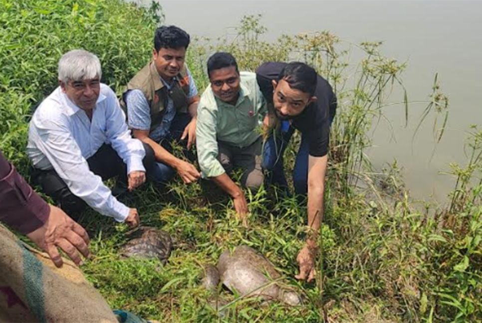 গোমতী নদী ও পুকুরে অবমুক্ত ১৬টি সুন্ধি কচ্ছপ 

