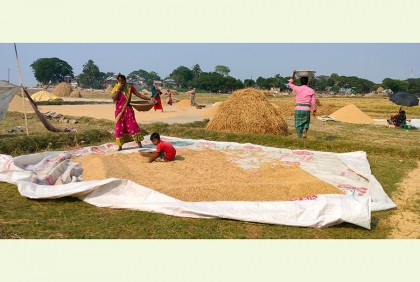 নেত্রকোনার হাওরাঞ্চল জুড়ে ধান কাটার ধুম 