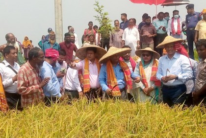 বগুড়ায় কৃষকের ধান কেটে দিলেন জেলা প্রশাসক