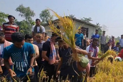 ফেনীতে কৃষকের ধান কেটে দিল ছাত্রলীগ