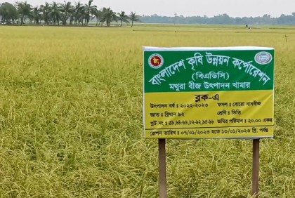ঝিনাইদহের মহেশপুরে কালবৈশাখী ঝড়-শিলাবৃষ্টিতে ধানসহ ফসলের ব্যাপক ক্ষতি