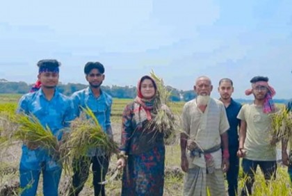 চাঁদপুরে কৃষকের ধান কেটে বাড়ি পৌঁছে দিল ছাত্রলীগ