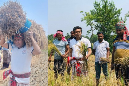 এবার কৃষকের ধান কেটে বাড়ি পৌঁছে দিলেন এমপি জগলুল হায়দার 

