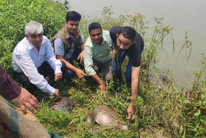 গোমতী নদী ও পুকুরে অবমুক্ত ১৬টি সুন্ধি কচ্ছপ 


