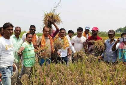 নিকলীতে কৃষকের ধান কেটে দিল যুবলীগ