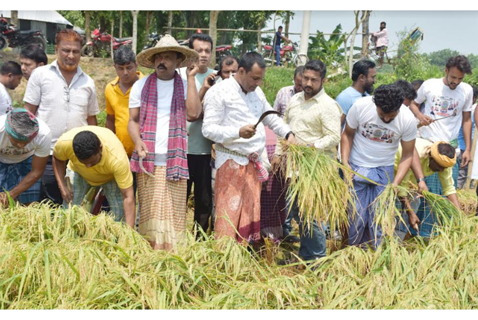 রাজবাড়ীতে কৃষকের ধান কেটে বাড়িতে পৌঁছে দিল যুবলীগ