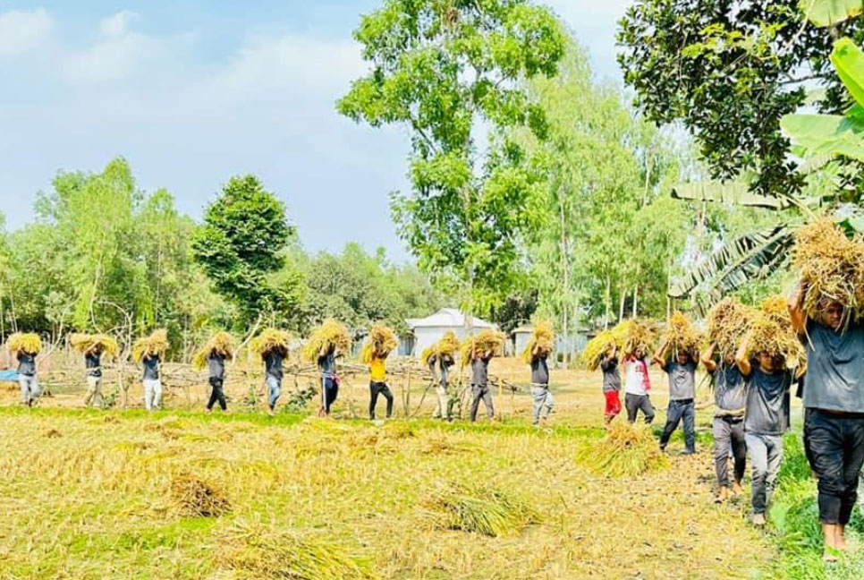 ভালুকায় কৃষকের ধান কেটে ঘরে তুলে দিল যুবলীগ 