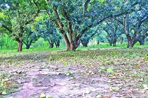 কালবৈশাখীতে ফসলের ক্ষতি, বিধ্বস্ত বাড়িঘর