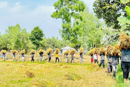 ভালুকায় কৃষকের ধান কেটে ঘরে তুলে দিল যুবলীগ 