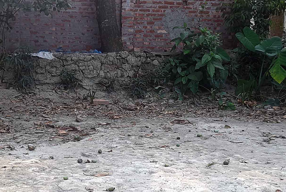 তাপদাহে ঝরে পড়ছে আমের গুটি, শঙ্কায় আম চাষিরা
