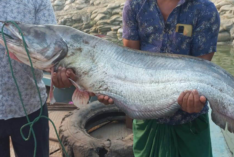 পদ্মায় ধরা পড়ল ১৯ কেজির বোয়াল

