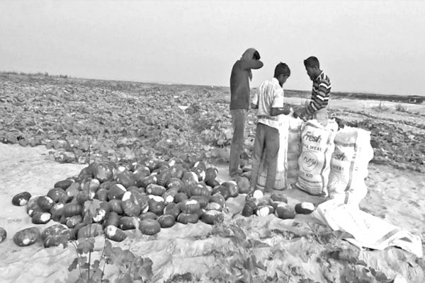 বিদেশে যাচ্ছে তিস্তা চরের মিষ্টিকুমড়া