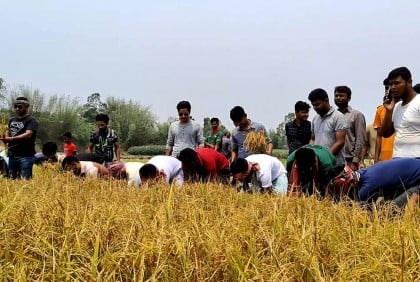 ঠাকুরগাঁওয়ে কৃষকের ধান কেটে দিল ছাত্রলীগ