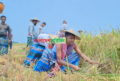 রংপুরে হটলাইনে ফোন পেয়ে কৃষকের ধান কেটে ঘরে তুললো কৃষকলীগ

