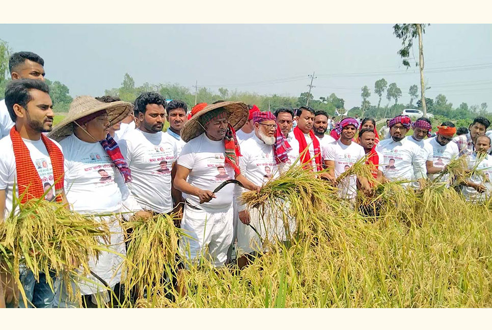 বগুড়ায় কৃষকের ধান কেটে দিলেন স্বেচ্ছাসেবকলীগের নেতৃবৃন্দ