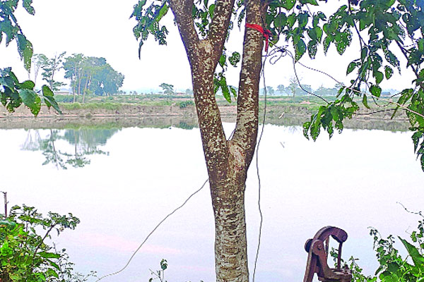 বিদ্যুতের তারের ফাঁদ মরছে বন্যপ্রাণী