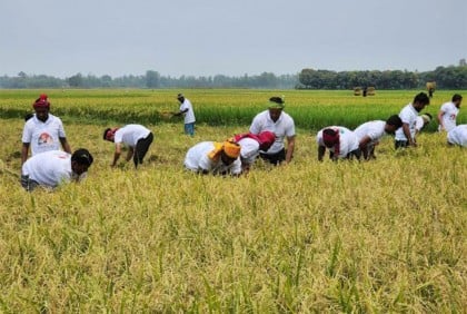 রংপুরে কৃষকের ধান 
কেটে দিল যুবলীগ