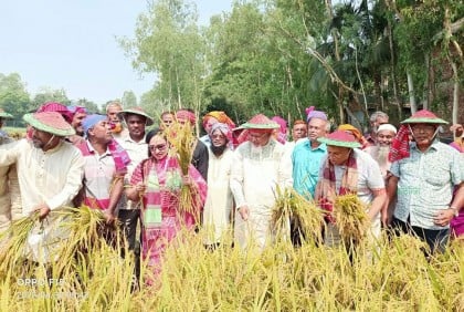 কৃষকের ধান কেটে দিলেন ধর্ম প্রতিমন্ত্রী