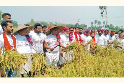 বগুড়ায় কৃষকের ধান কেটে দিলেন স্বেচ্ছাসেবকলীগের নেতৃবৃন্দ
