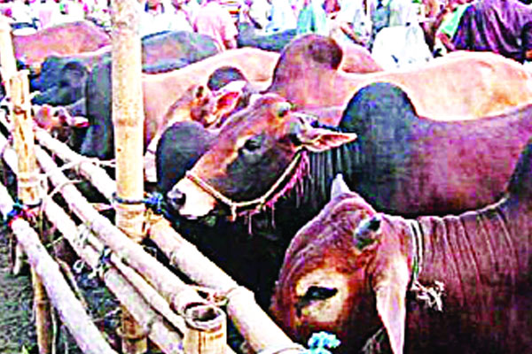 রাজধানীতে বসবে ১৮ পশুর হাট