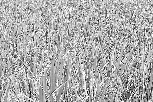 সার-সেচের ঋণ নিয়ে দুশ্চিন্তায় কৃষক
