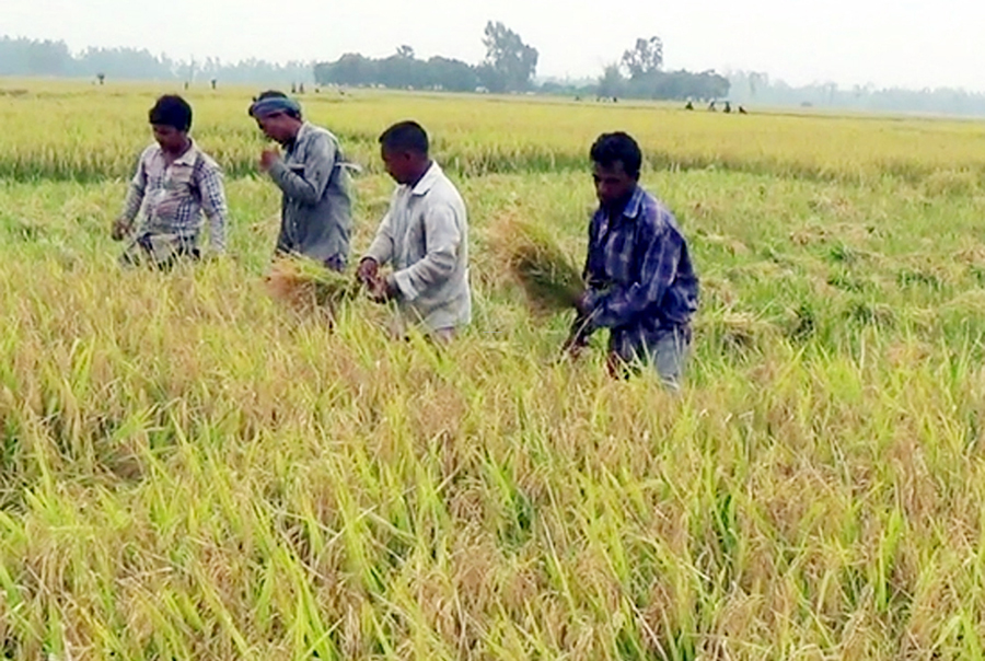 আগাম জাতের ধান কাটা-মাড়াই শুরু, অন্য ফসল চাষের প্রস্তুতি কৃষকের